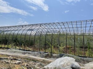 8月1日　島根県益田市　ビニールハウス解体リポート(3)