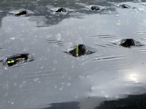 マルチ張り・成長記録