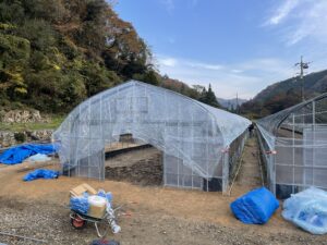 11月18日　2・3号棟ハウスのシート張り