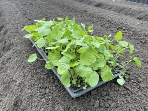 11月24日　植え付け