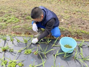 12月4日　草抜き