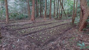 わさび露路栽培
