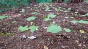 露地栽培　成長記録