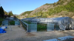 ハウスシート張替え作業