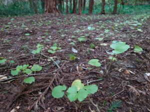 露地栽培　成長記録