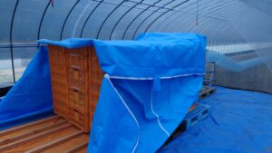 にんにく初収穫　～乾燥編～