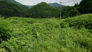 にんにく圃場整備①