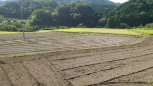 にんにく圃場整備②