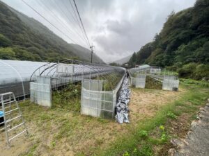 ハウスシート張替え作業