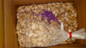 にんにく種仕入れ