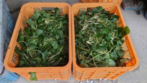 わさび漬け発売に向けて ～ガニメ収穫編～