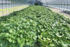 【5月】成長記録