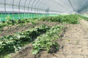 わさびを収穫・出荷へ