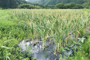 【5月】成長記録