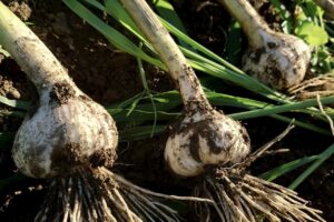 【6月】にんにく収穫・乾燥へ