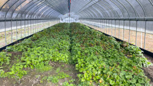 【11月】成長記録