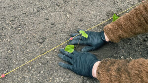 わさび植え付け