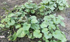 【11月】成長記録