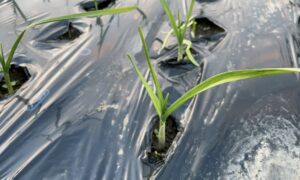 【11月】成長記録