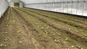 《2024年度》わさび定植