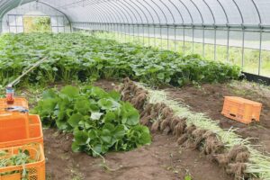 【5月】成育記録