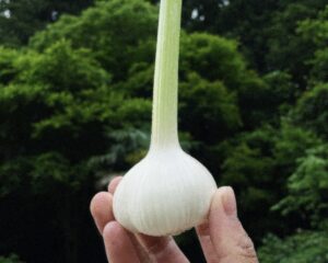 2025年度にんにく収穫